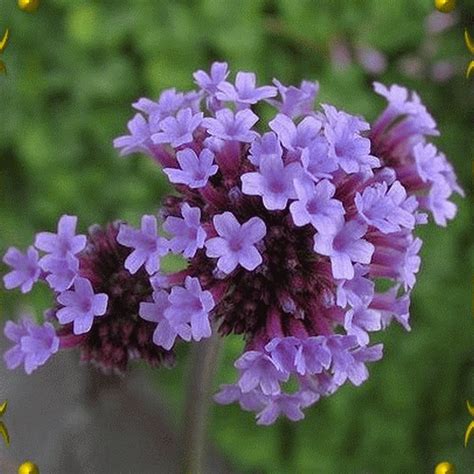 Verbena bonariensis (Purpletop Vervain) Wildflower Seeds