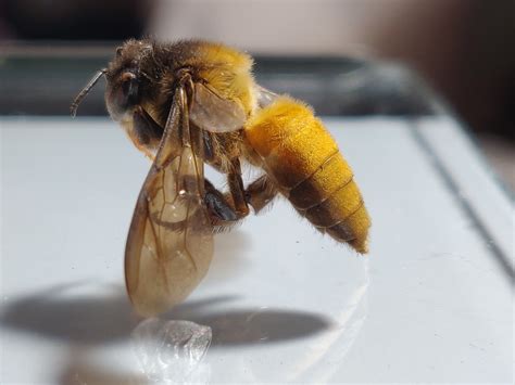 Giant Honey Bees: The Buzz on Apis dorsata's Incredible Pollination and ...