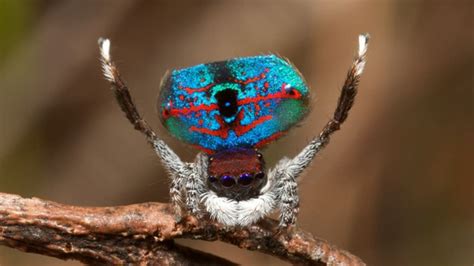 5 Flashy Facts About Peacock Spiders | Mental Floss