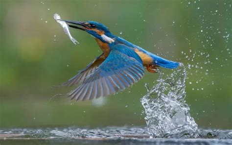 Kingfisher: History, Facts, Size, Habitat, Classification & Much More - Animals Name