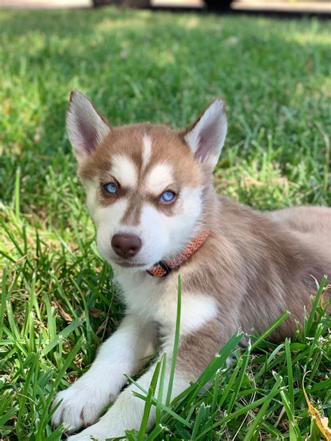 Alaskan Husky Puppies For Sale | Yvonne Drive, TX #304070