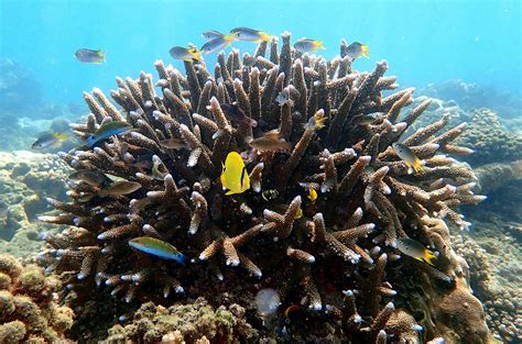 Like hard-working farmers, corals cultivate and eat their resident ...