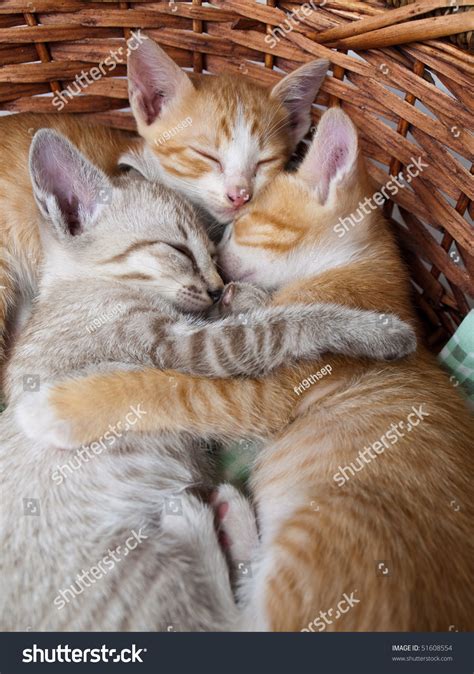 Cats Sleeping In The Basket Stock Photo 51608554 : Shutterstock