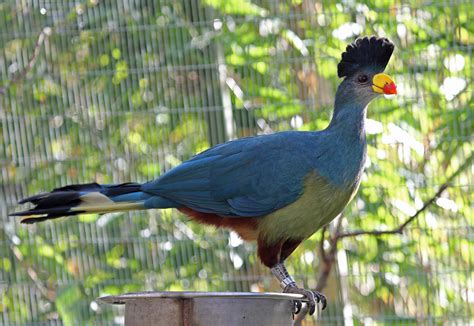 Great blue turaco - Alchetron, The Free Social Encyclopedia