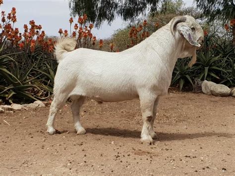 A hardy Savanna goat stud that can meet challenges head on – AgriOrbit