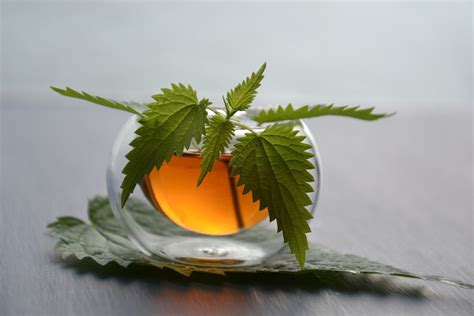 Nettle Tea Benefits From Allergy Relief to Decreased Inflammation