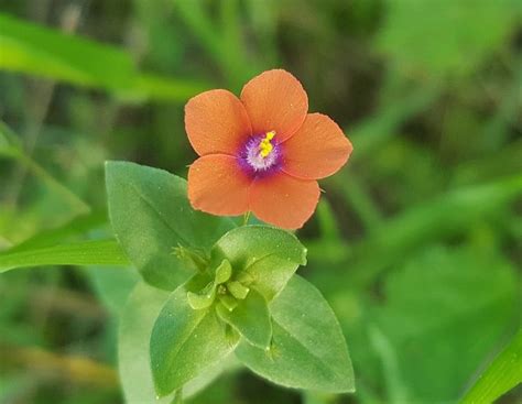 Scarlet Pimpernel Flower Information In Marathi | Best Flower Site