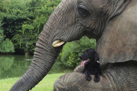 Bubbles the Elephant and Bella the Dog are BFFs | Animal Planet