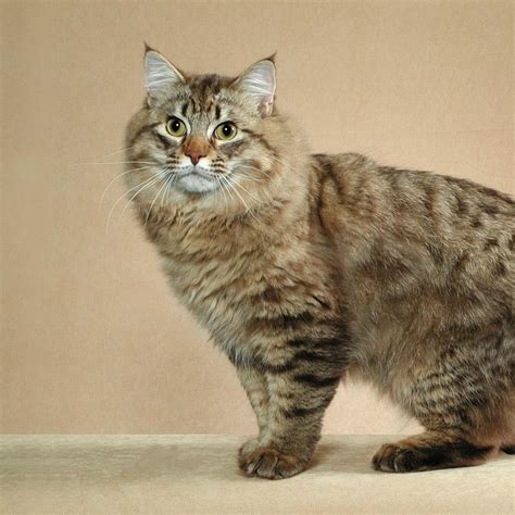 American Bobtail Cat: Characteristics, Temperament & Cat Care