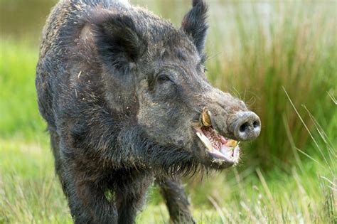 The Wild Boar that Tried to Kill Me and Saved Me Instead | Meridian ...