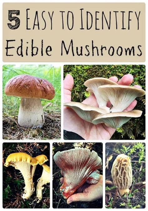 5 Easy to Identify Edible Mushrooms — Info You Should Know