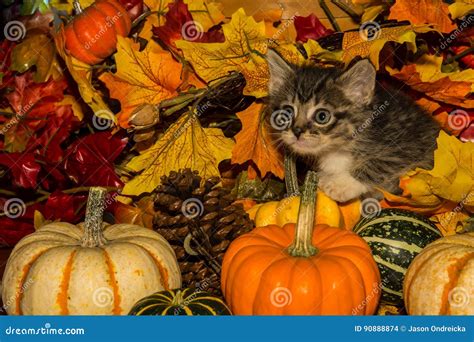 Playful Fall Kitten stock photo. Image of holidays, adorable - 90888874