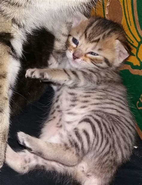 Cute kitten 3 weeks old. Bengal tabby baby cat | Gorgeous cats, Kittens cutest, Baby animals