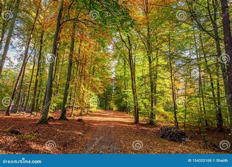 Colorful and Breathtaking Autumn in the Forest in Poland Stock Photo - Image of europe, park ...