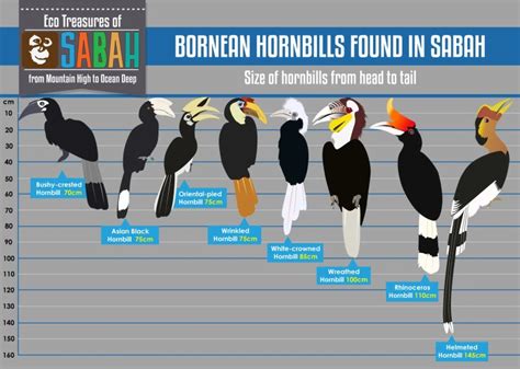 8 species of hornbills you can spot in Sabah