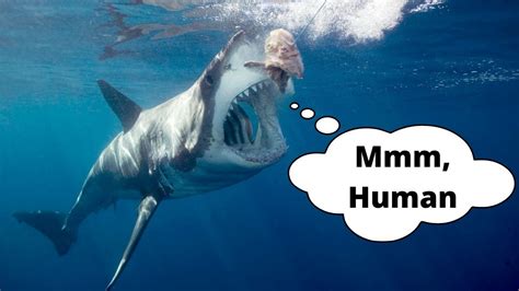 Sharks that attack humans | Shark Defence