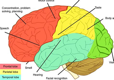 [DIAGRAM] Anatomical Regions Diagram - MYDIAGRAM.ONLINE