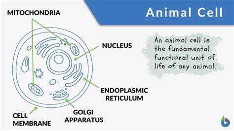 Cell Definition