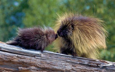 Porcupine At Tree | Animales, Reino animal, Tronco