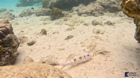 Kokomo Beach, Curacao has amazing snorkeling and a beautiful beach