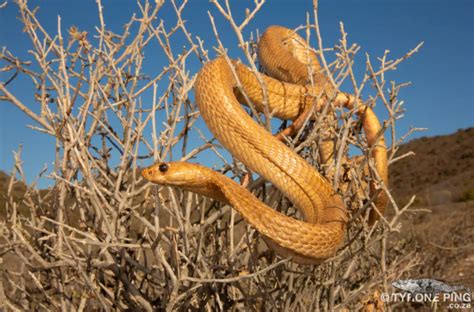 The Cape's most venomous snakes, and what to do when you see one