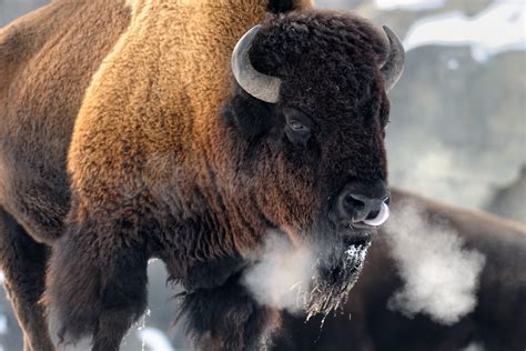 Winter Wildlife in Yellowstone: Just because we're closed doesn't mean ...