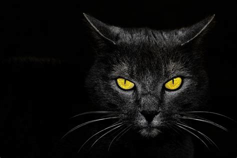 Black Cat Eyes Wallpaper - WallpaperSafari