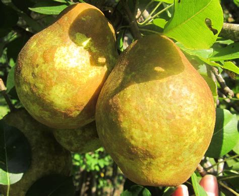 Sand Pears-great for baking. Pear Recipes, Pears, Sand, Baking, Fruit, Garden, Garten, Bakken ...