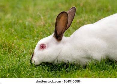 Albino Rabbit: Over 1,654 Royalty-Free Licensable Stock Photos | Shutterstock