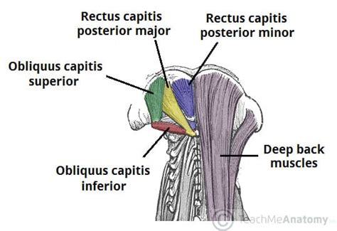 Obliquus Capitis Superior - Actions - TeachMeAnatomy