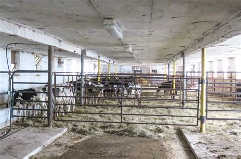 Former dairyman converts barn for raising steers - Progressive Dairy | Ag Proud