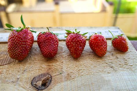 Types of Strawberries: varieties at a glance - Plantura