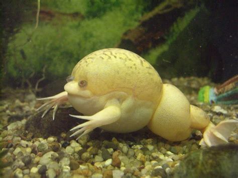 Albino African Clawed Frog Wallpapers HD Download