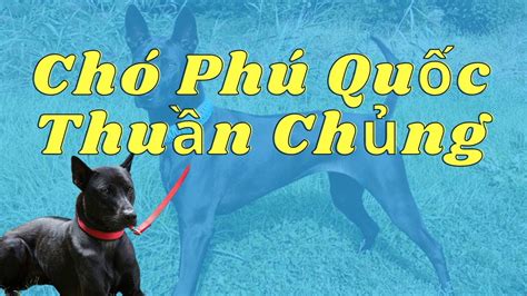 Chó Phú Quốc thuần chủng -SiêuPet - YouTube