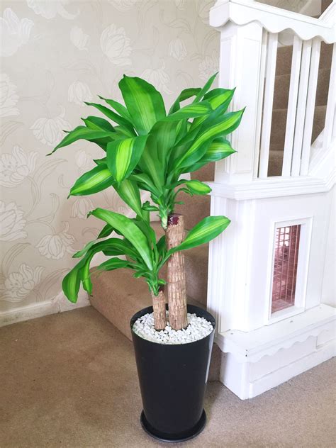 1 Large Evergreen Office House Plant Indoor Tree in Gloss Black Tubus Slim Pot | eBay