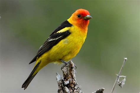 Free picture: colorful, western, tanager, branch