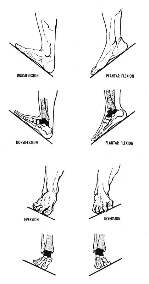 17+ best images about foot anatomy on Pinterest | Foot anatomy ...