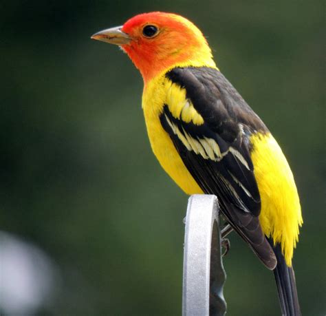 Western Tanager (male) by ladyred200141 on DeviantArt