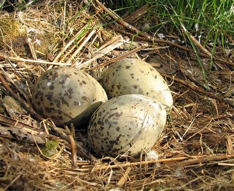 Northern Cardinal Eggs (Cardinalis Cardinalis) Stock Photo - Image of ...