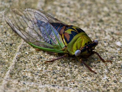 Insect Cicadas