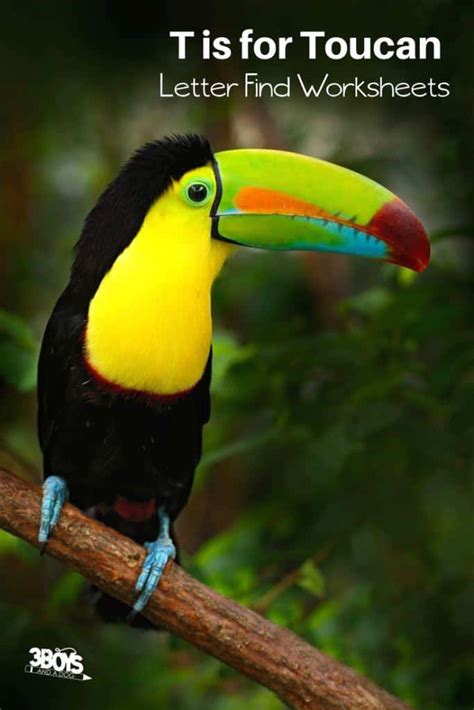 Find the Letter T is for Toucan | Rainforest Unit Study