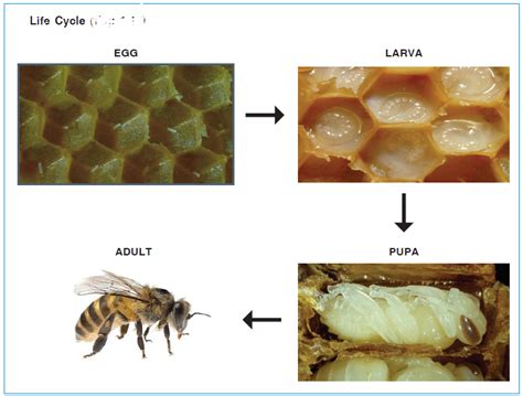 Beekeeping: Selection of bees & life cycle of bees - Superbee Blog