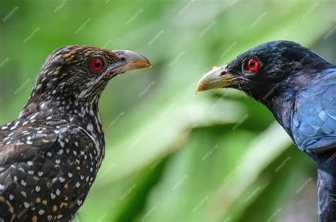 Premium Photo | Female and Male Asian Koel or Cuckoo. The Brown and ...