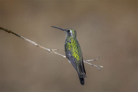 Premium Photo | Hummingbird perched on a tree branch