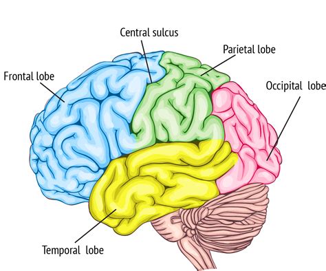 Lobes Of The Brain: Cerebral Cortex Anatomy, Function,, 55% OFF