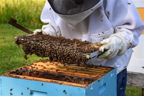 Harvesting honey, beekeeper. Original public | Free Photo - rawpixel