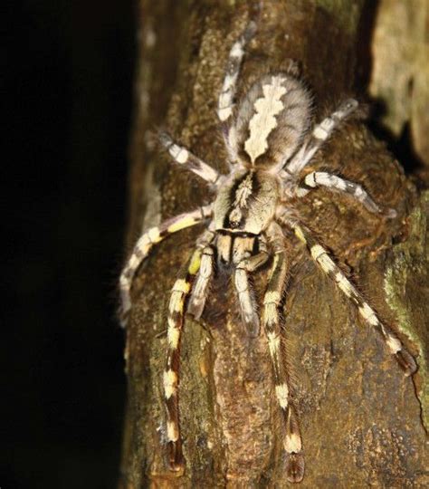 Giant Tarantula Discovered: Venomous Sri Lankan Spider Threatened By ...