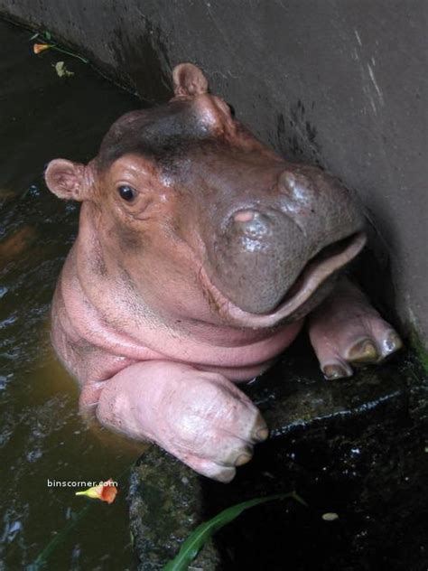 Baby Hippo - Hippos Photo (24490777) - Fanpop