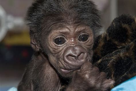 First Time Bottle Feeding for San Diego Zoo Safari Park’s Baby Gorilla ...