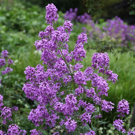 Buy sweet rocket Hesperis matronalis: £2.29 Delivery by Crocus